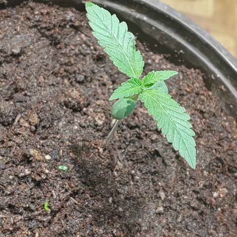 Gelato  growlog photo: Se ve lenta de crecimiento, no eetoy seguro del porqué 
