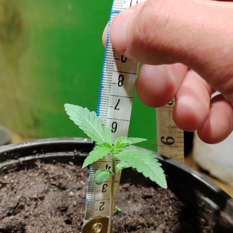 Gelato  growlog timeline photo