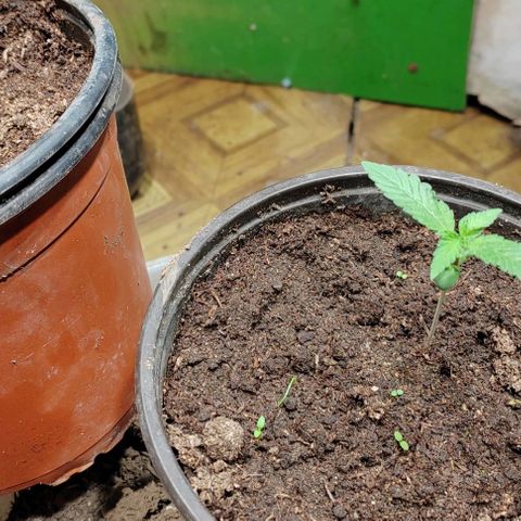 Gelato  growlog timeline photo