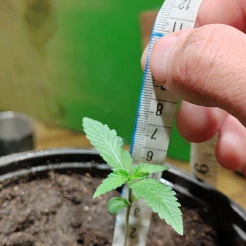 Gelato  growlog timeline photo