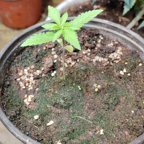 Gelato  growlog timeline photo