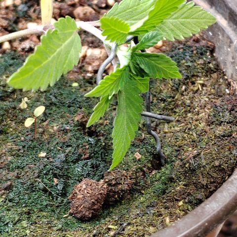 Gelato  growlog timeline photo