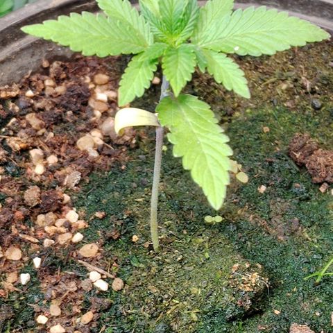 Gelato  growlog timeline photo