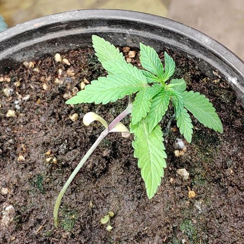 Gelato  growlog timeline photo