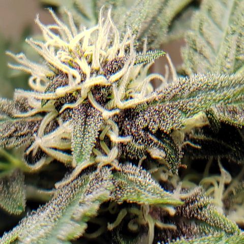 Gelato  growlog timeline photo