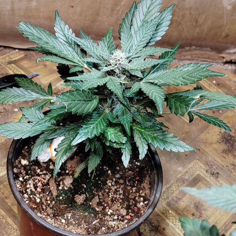 Gelato  growlog timeline photo