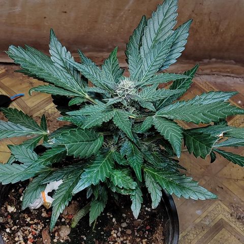 Gelato  growlog timeline photo