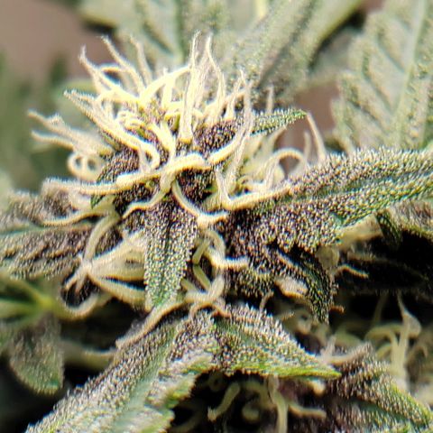 Gelato  growlog timeline photo