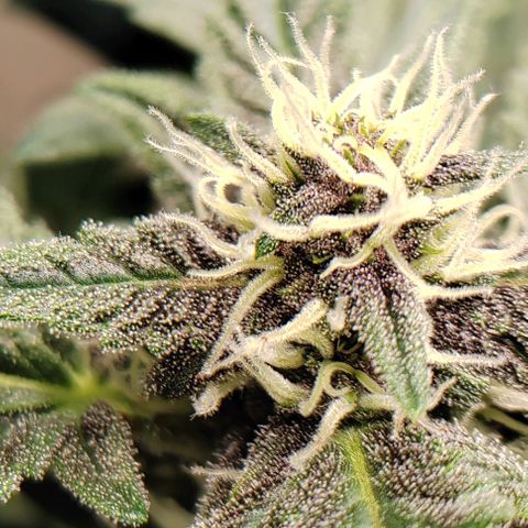 Gelato  growlog timeline photo