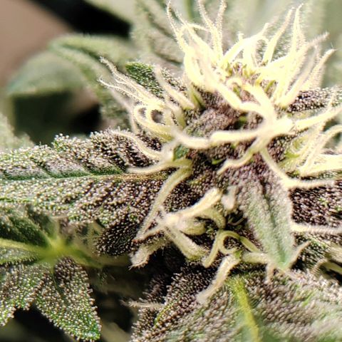 Gelato  growlog timeline photo