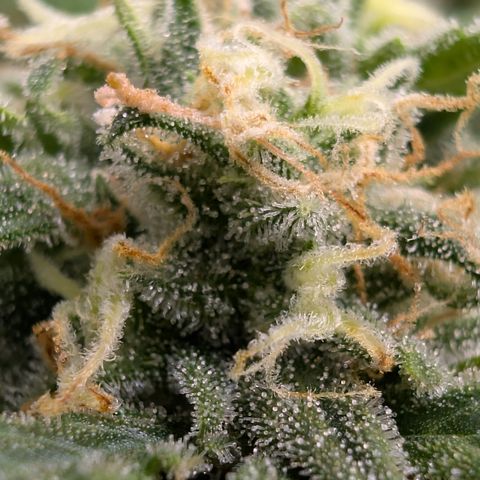Pink Runtz growlog timeline photo