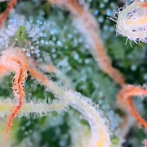 Pink Runtz growlog timeline photo