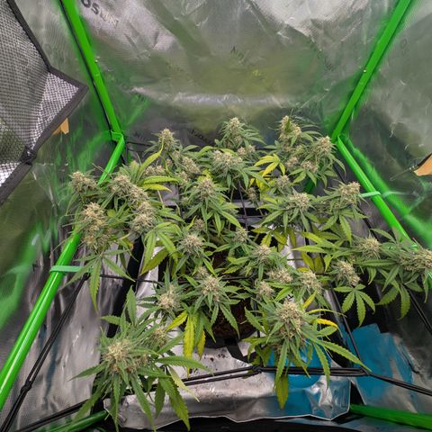 Pink Runtz growlog timeline photo