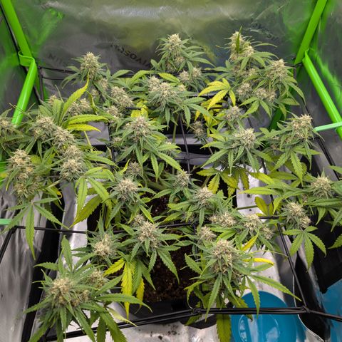 Pink Runtz growlog timeline photo