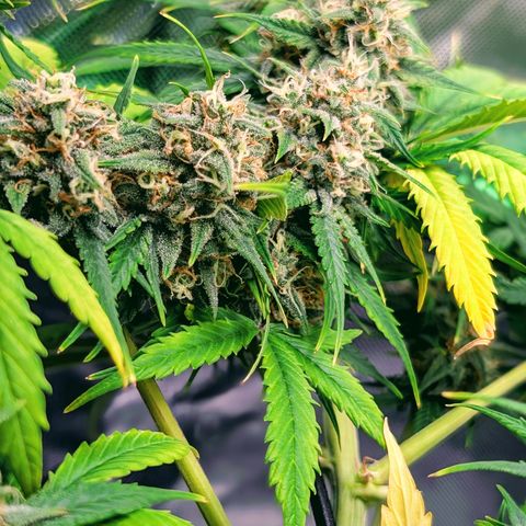 Pink Runtz growlog timeline photo
