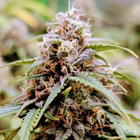 Pink Runtz growlog timeline photo