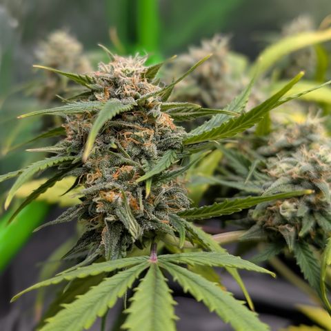 Pink Runtz growlog timeline photo