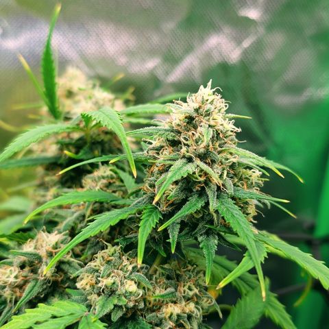 Pink Runtz growlog timeline photo