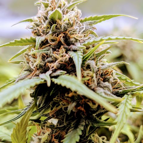 Pink Runtz growlog timeline photo