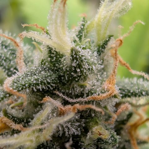 Pink Runtz growlog timeline photo