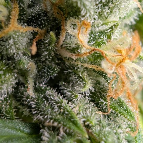 Pink Runtz growlog timeline photo