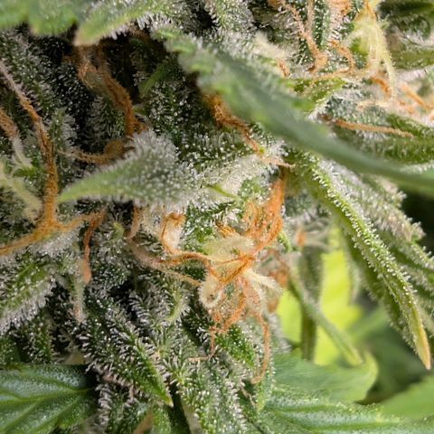 Pink Runtz growlog timeline photo
