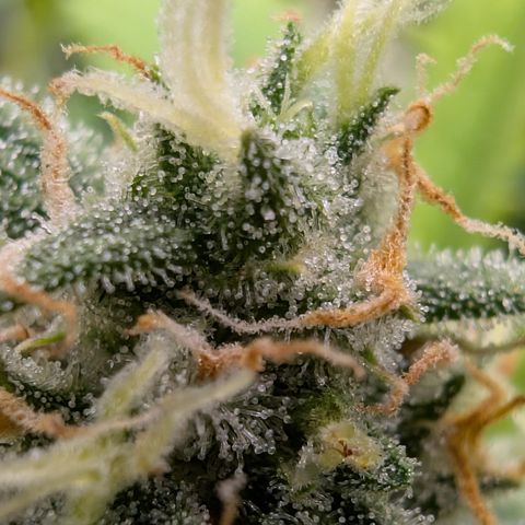Pink Runtz growlog timeline photo