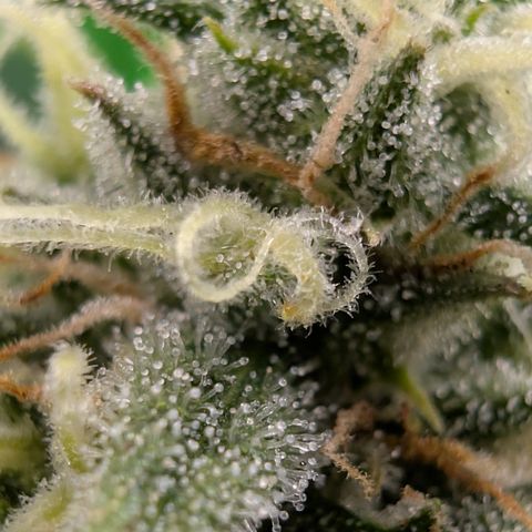 Pink Runtz growlog timeline photo