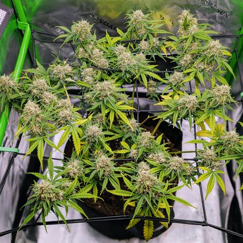 Pink Runtz growlog timeline photo
