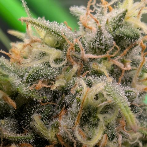 Pink Runtz growlog timeline photo