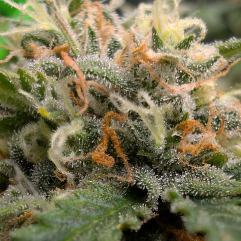 Pink Runtz growlog timeline photo
