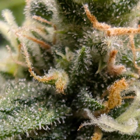 Pink Runtz growlog timeline photo