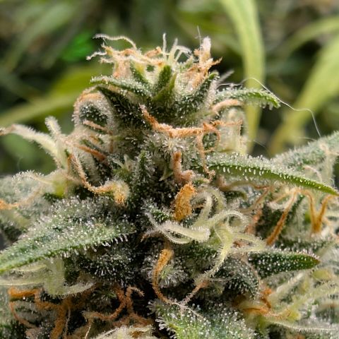 Pink Runtz growlog timeline photo