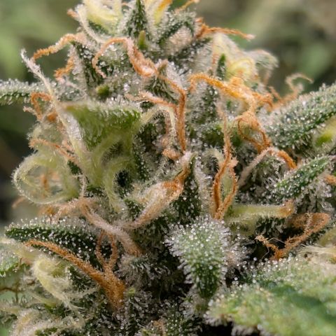 Pink Runtz growlog timeline photo