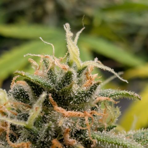 Pink Runtz growlog timeline photo