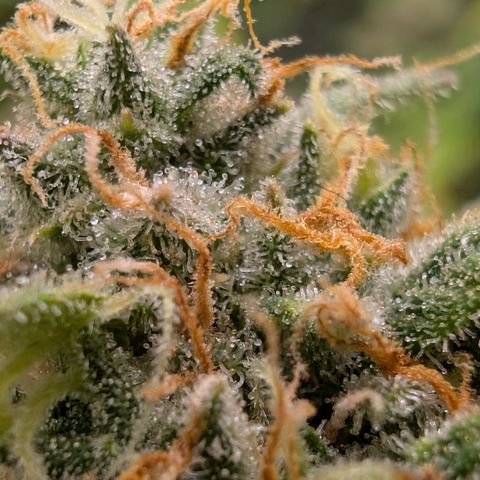 Pink Runtz growlog timeline photo