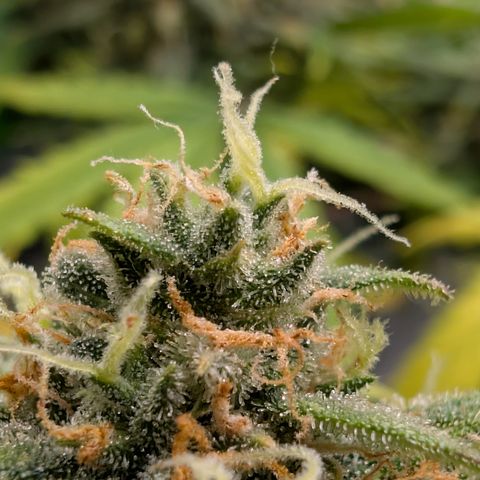 Pink Runtz growlog timeline photo
