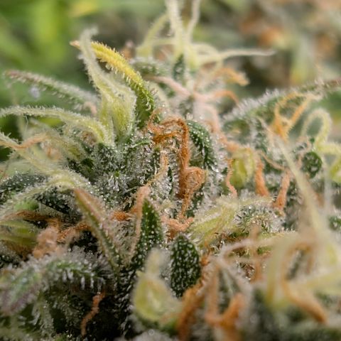 Pink Runtz growlog timeline photo
