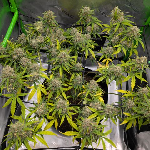 Pink Runtz growlog timeline photo