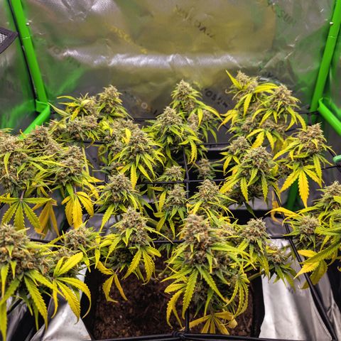 Pink Runtz growlog photo: Given up on life lol