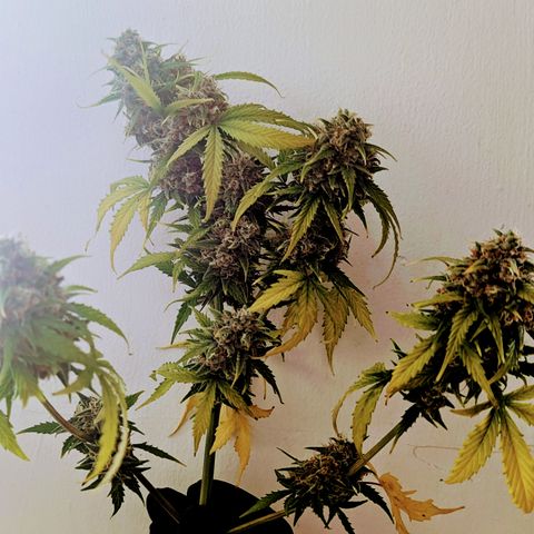 Pink Runtz growlog timeline photo