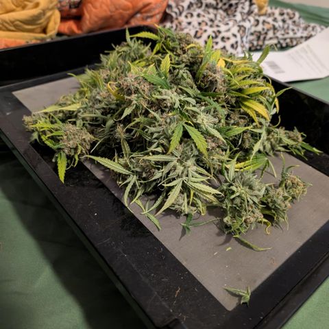 Pink Runtz growlog timeline photo