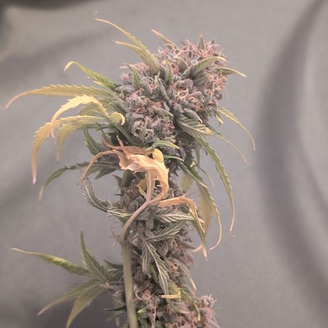 Pink Runtz growlog timeline photo