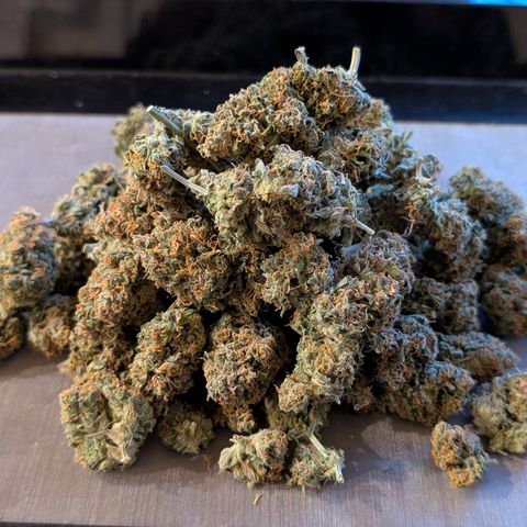 Pink Runtz growlog timeline photo