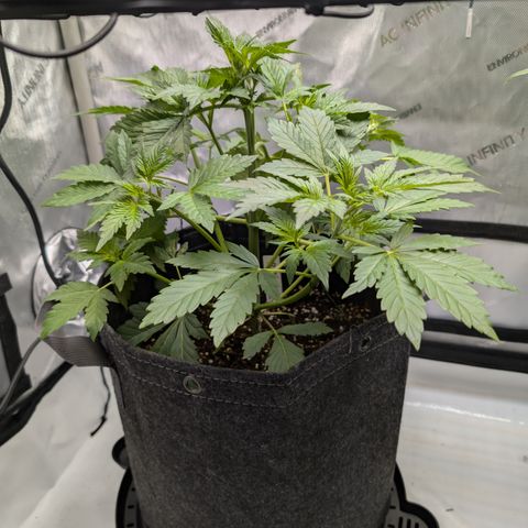 Banana Purple Punch Auto growlog timeline photo
