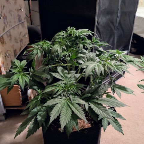 Banana Purple Punch Auto growlog timeline photo