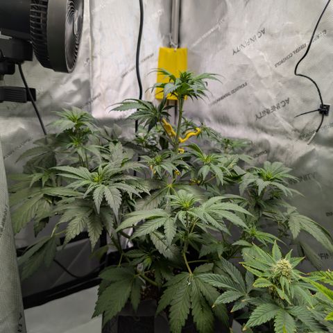 Banana Purple Punch Auto growlog timeline photo