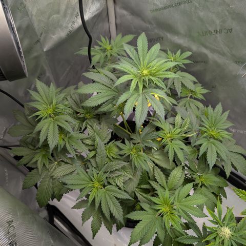 Banana Purple Punch Auto growlog timeline photo
