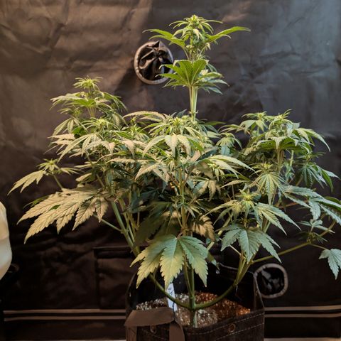 Banana Purple Punch Auto growlog timeline photo