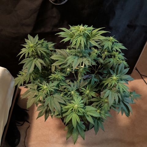 Banana Purple Punch Auto growlog timeline photo